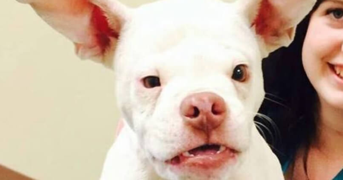 Inbred Dog Helped After Being “Found” On The Streets