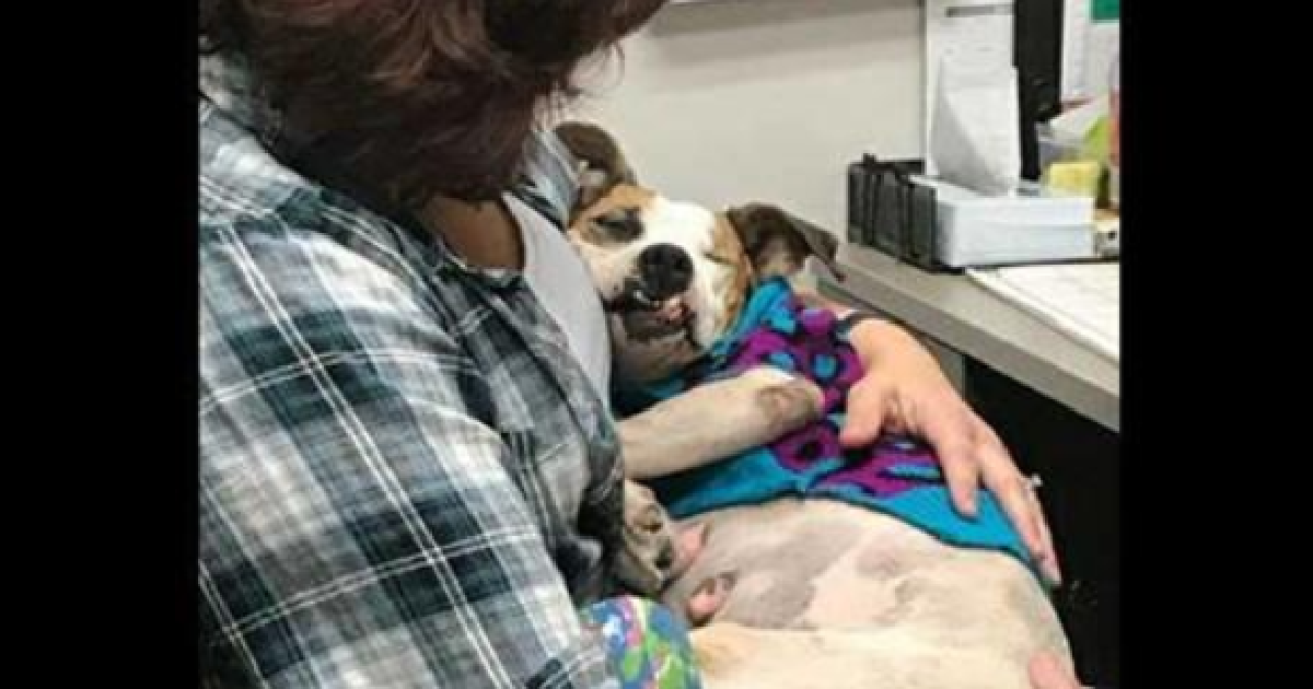 Shelter Saves Abused Pregnant Dog From The Streets