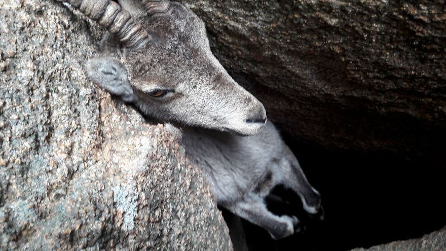 couple saves mountain goat Rescuers Save Mountain Goat Hanging By Its Horns
