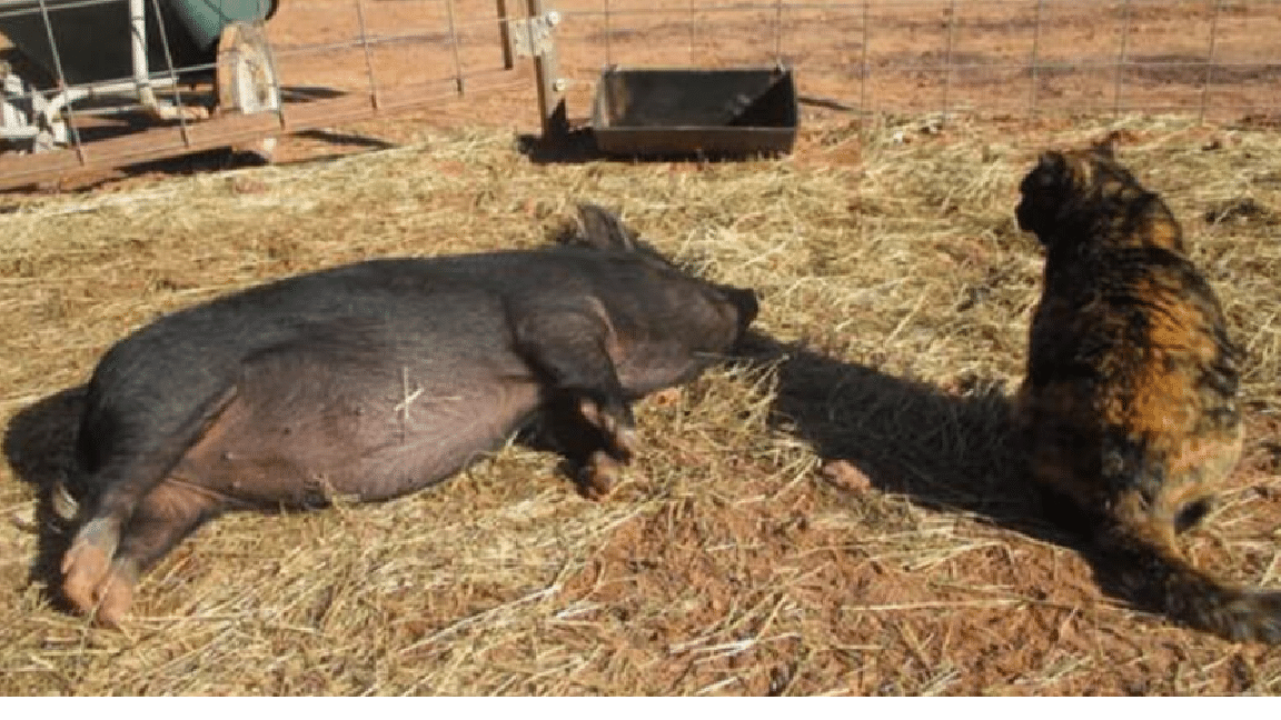 Feral Cat Becomes Loving Guardian Of Homeless Pigs