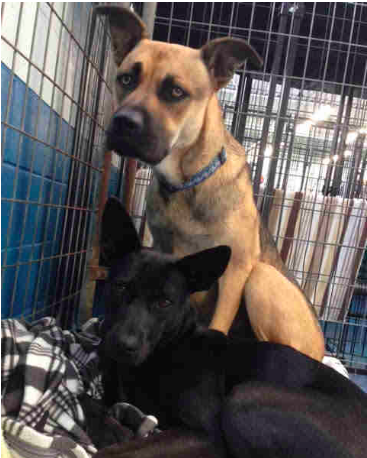 bonded dogs rescued together Shelter Rescues Dog Family Of Six From Construction Site