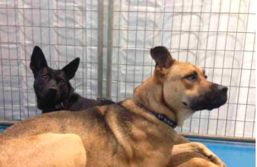bonded dogs rescued together Shelter Rescues Dog Family Of Six From Construction Site