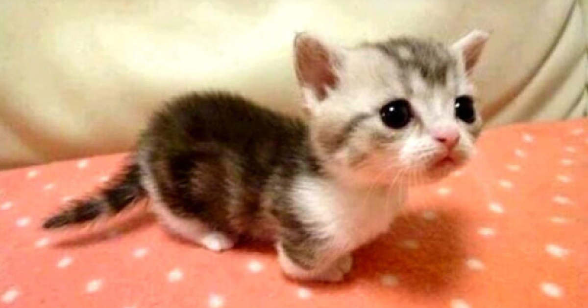 Everyone Falls In Love With The Tiny Munchkin Cat