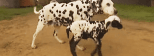 orphaned spotted lamb