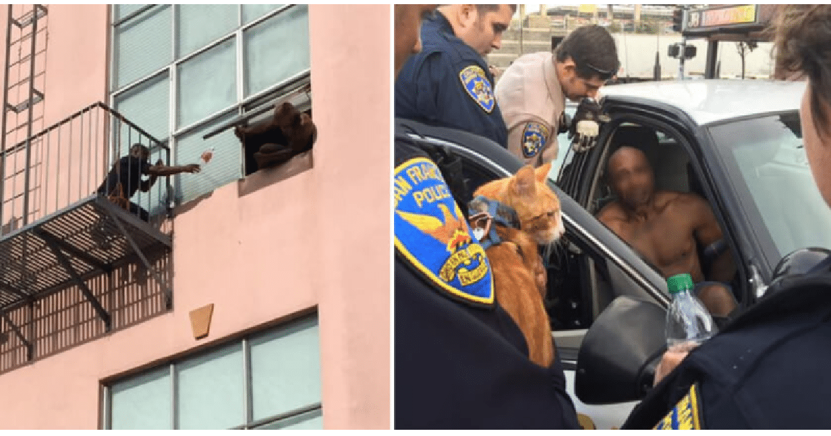 Loving Cat Prevents His Owner From Committing Suicide