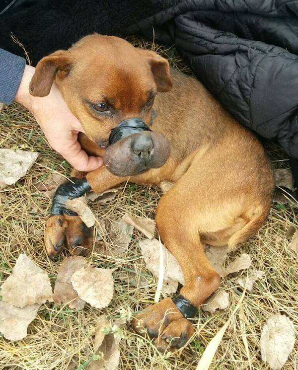 Dog Bound With Electric Tape Saved From Imminent Death