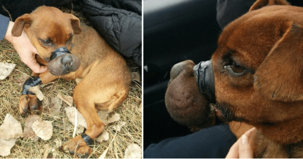 Dog Bound With Electric Tape Saved From Imminent Death