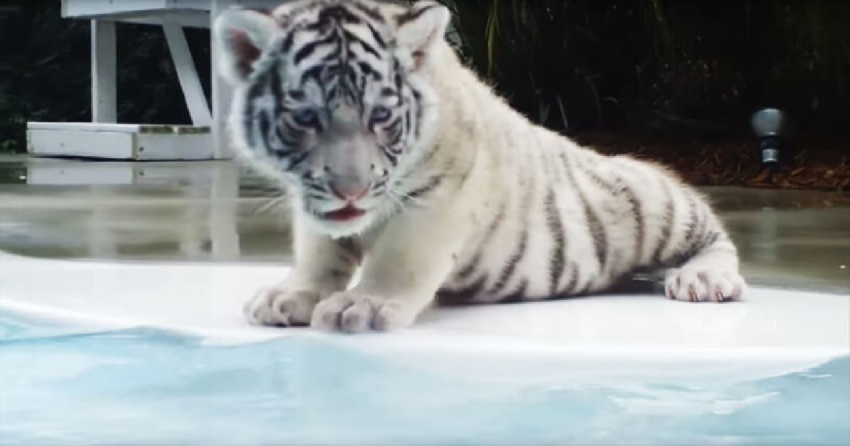 Video Captures Baby White Tiger Taking Her First Swim In The Pool