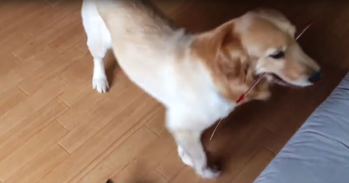 Dog Has No Idea Why The Kitten Is Following Him