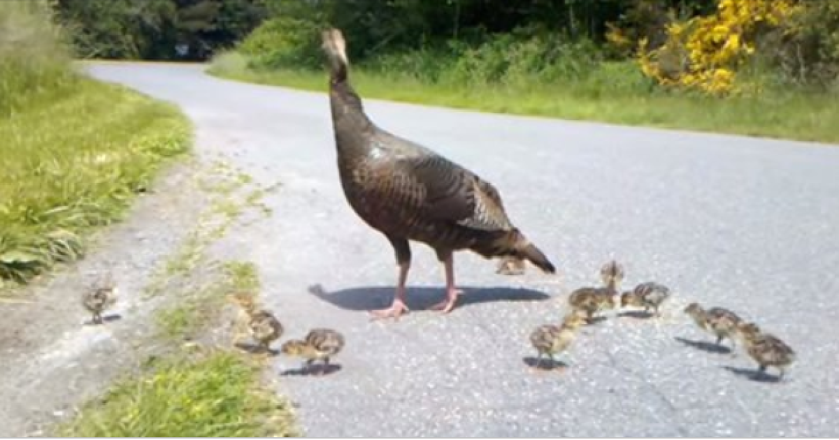 Turkey Mom Saves Her Chicks From Danger