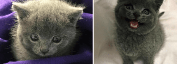 residents took 12 hours to rescue kitten