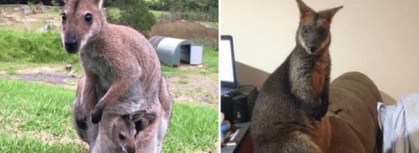 rescued wallaby returns to savior