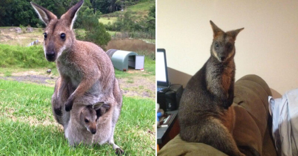 Wallaby And Her Son Continue To Visit The Person Who Saved Their Lives
