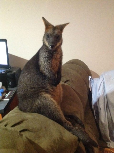 rescued wallaby returns to savior Wallaby And Her Son Continue To Visit The Person Who Saved Their Lives
