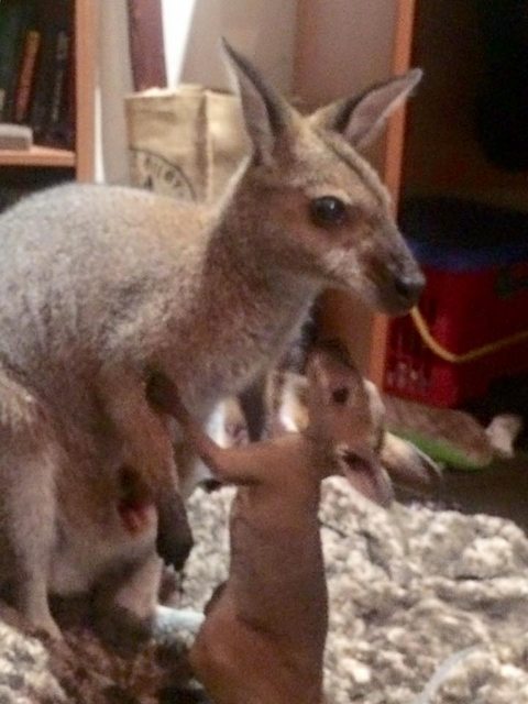rescued wallaby returns to savior Wallaby And Her Son Continue To Visit The Person Who Saved Their Lives