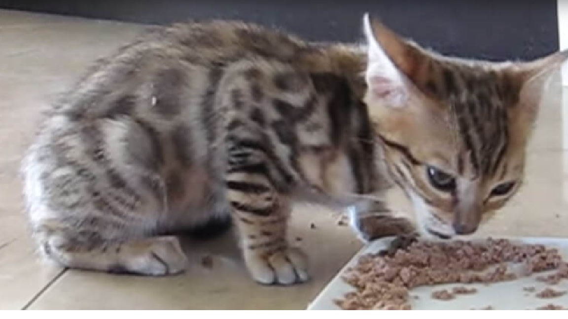 Adorable Kitten Talks While Eating Her Food
