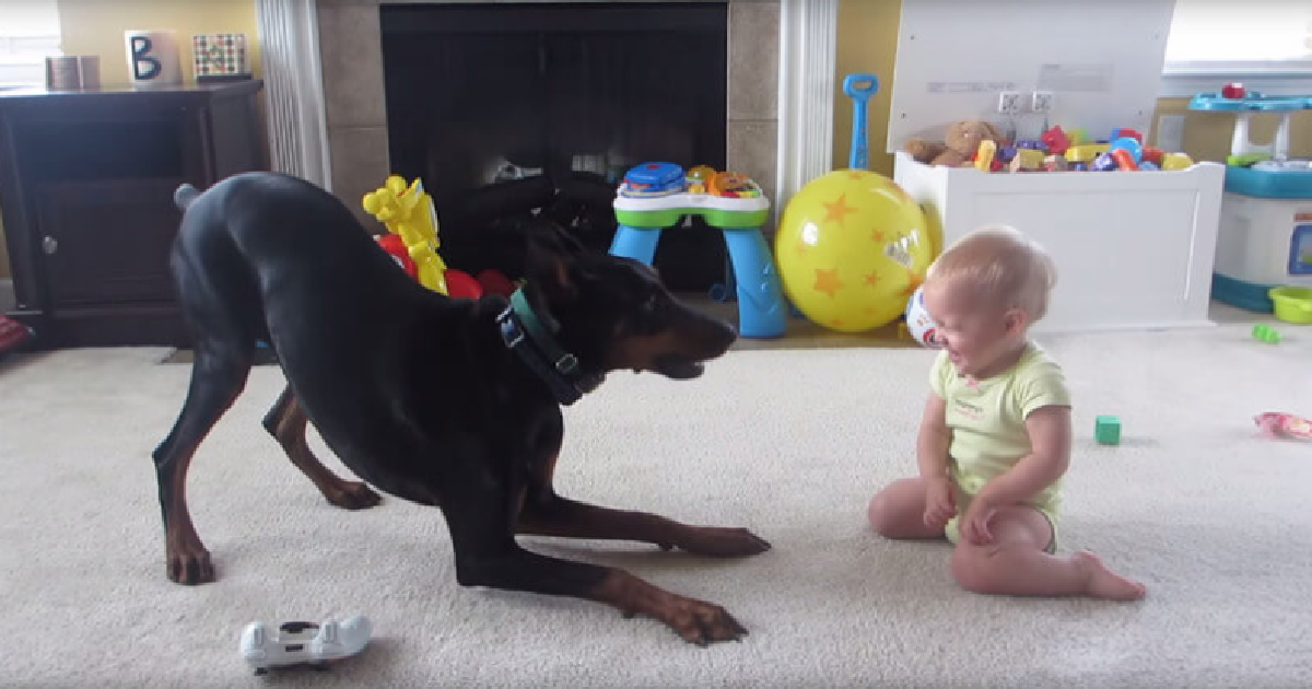 Family Introduces Dog To Baby And Its Love At First Sight