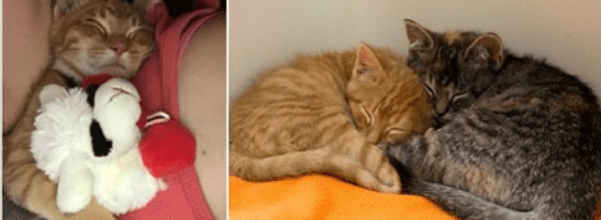 kitten reunited with brother