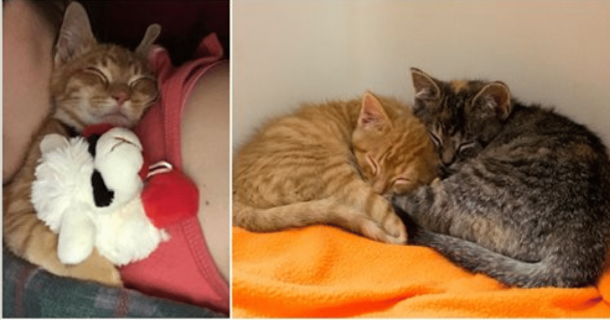 Kitten Continues To Cry After Being Adopted For A Very Special Reason