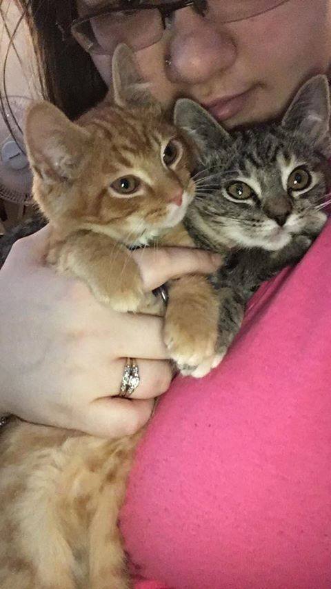 kitten reunited with brother Kitten Continues To Cry After Being Adopted For A Very Special Reason