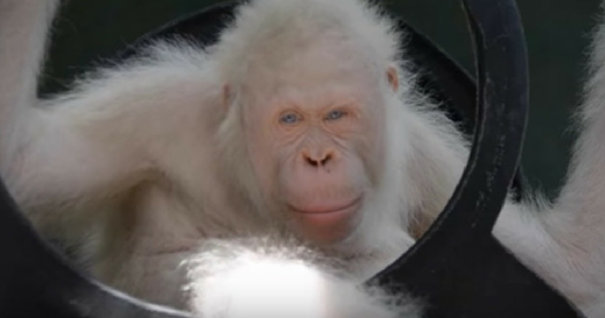 Only Living Albino Orangutan Discovered In Indonesia Now Has Her Own Island