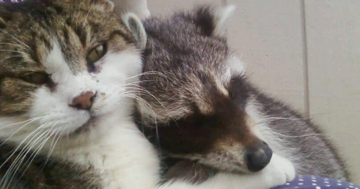 Rescues Raccoon Becomes Best Friends With Cranky Senior Barn Cat