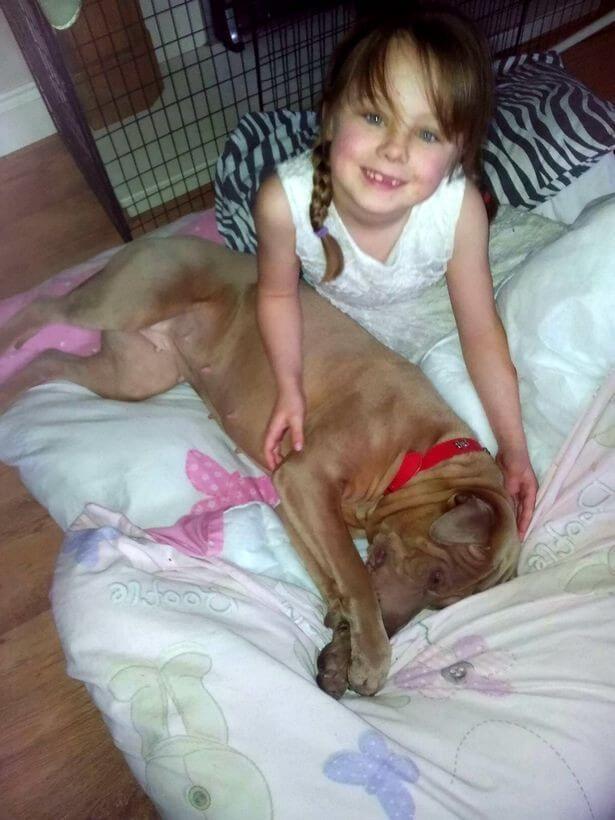 pit bull takes dog Belfast Authorities Release Pit Bull After Thousands Sign Petition