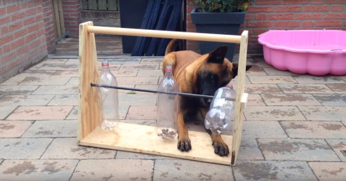 Owners Created A Clever Game To Keep Their Dog Entertained