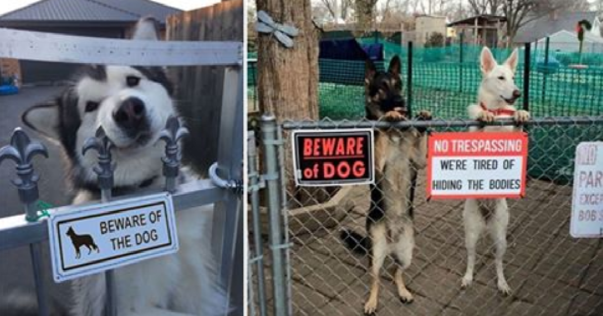 Vicious Dogs That Live Behind “Beware Of Dog” Signs