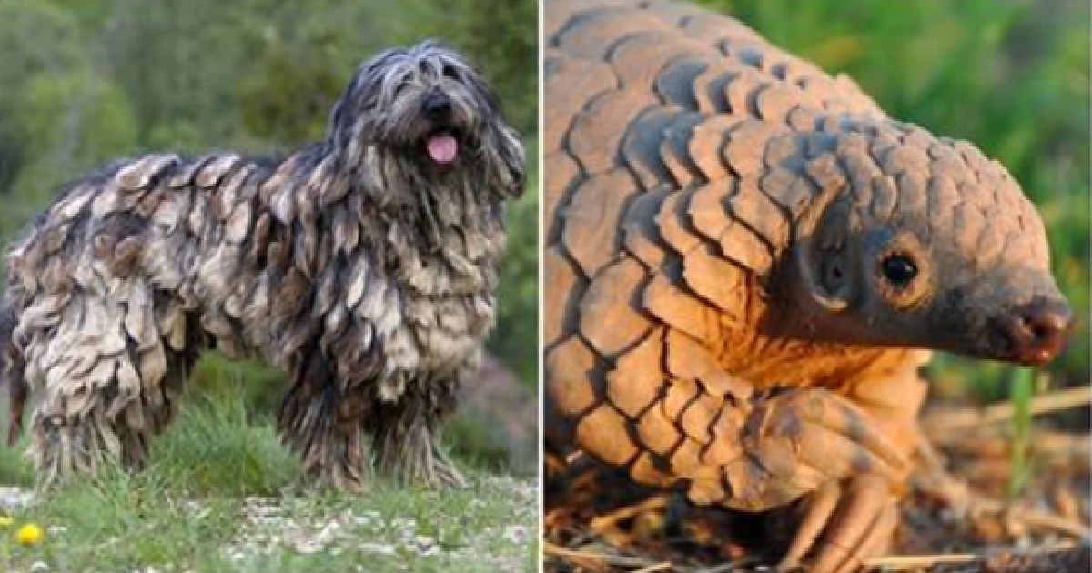 Some Of The Strangest Looking Animals You Have Ever Seen