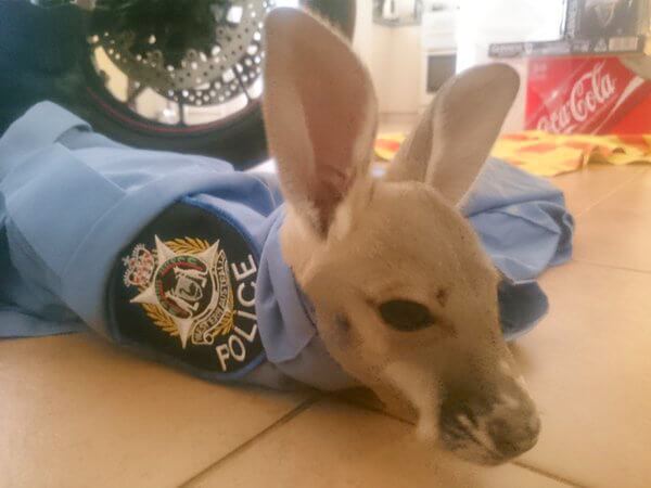 officer saves baby kangaroo Baby Kangaroo Who Lost His Mother, Falls In Love With A Police Officer