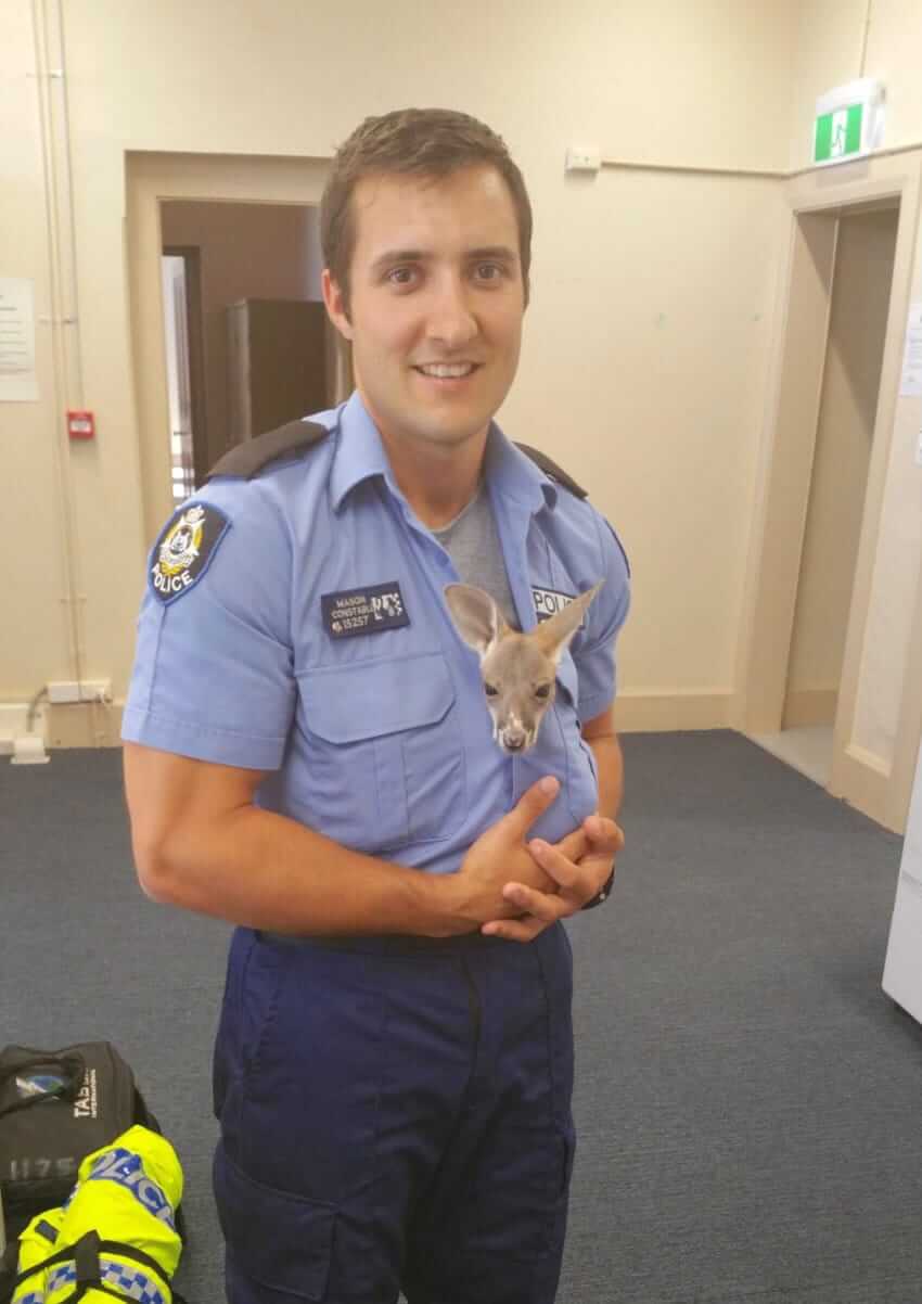 officer saves baby kangaroo Baby Kangaroo Who Lost His Mother, Falls In Love With A Police Officer
