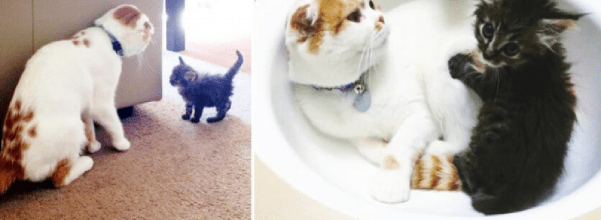 Scottish fold cat adopts kitten