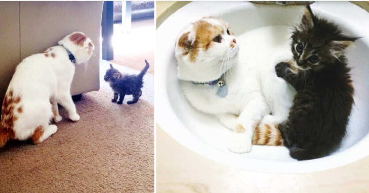 Scottish Fold Cat Becomes Foster Dad To Rescued Kitten