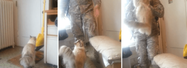 cat welcomes soldier daddy