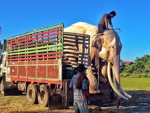 elephant finally free Elephant Finally Freed After Spending His Life In Chains
