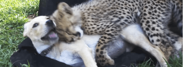 cheetah and labrador