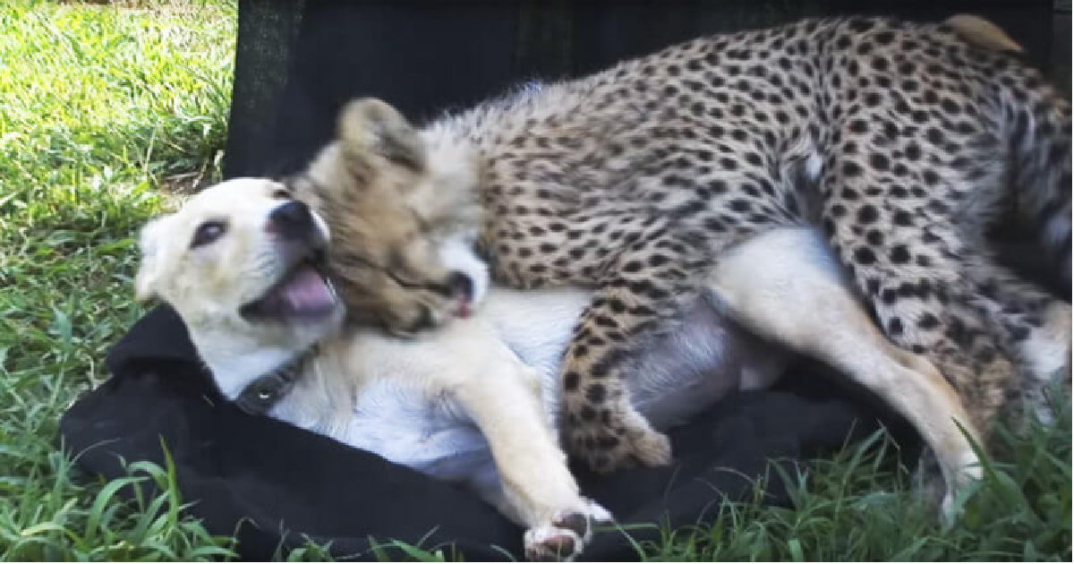 Baby Cheetah Finds An Instant Best Friend In Labrador Retriever