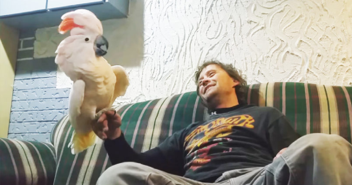 Cockatoo Laughs Hysterically When Dad Asks Her If She Loves Him