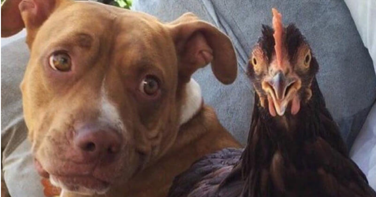 Pit Bull And Her New Chicken ‘Sister’ Make An Odd Couple