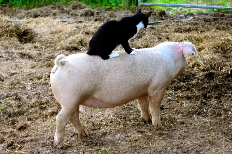 This tiny kitten purrs on top of an aging cow. Sanctuary Kitten Takes A Daily Ride On The Backs Of His Unlikely Friends...