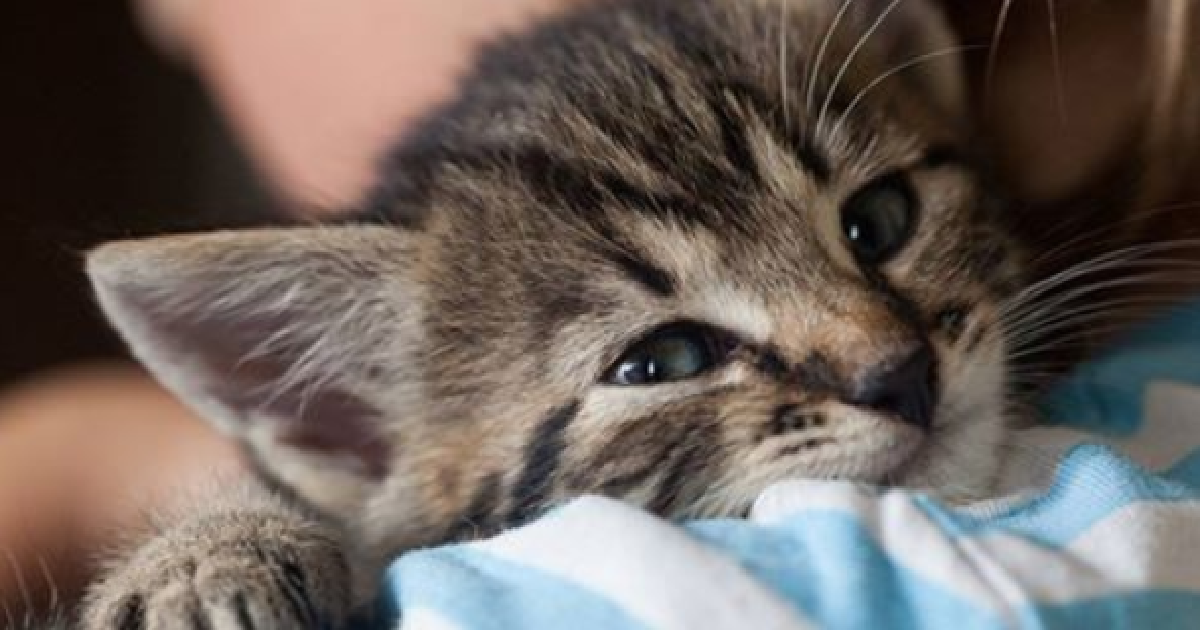 “Cat Cuddler” Needed For Irish Veterinary Clinic