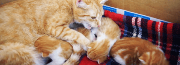 mother cat talks to her kittens