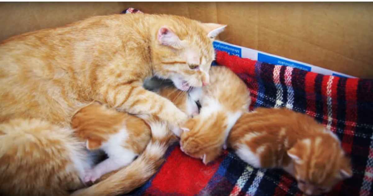 Mother Cat Has A Special Way To Talk To Her Kittens