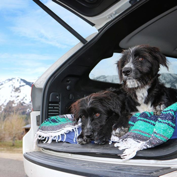 two puppies travel 30 Abandoned Puppies Travel 30,000 Miles After Being Rescued From The Desert
