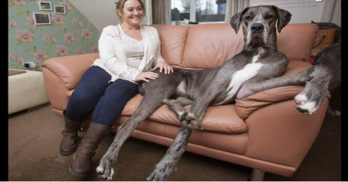 Britain’s Largest Dog Is About To Break A World Record…