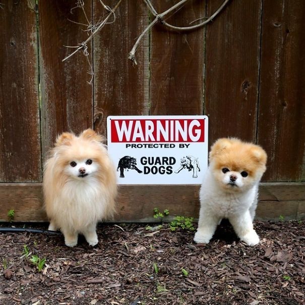 beware of dog pets Vicious Dogs That Live Behind "Beware Of Dog" Signs