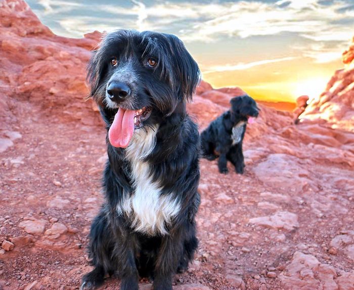 two puppies travel 30 Abandoned Puppies Travel 30,000 Miles After Being Rescued From The Desert