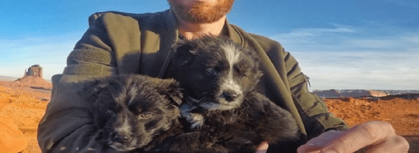 two puppies travel 30,000 miles