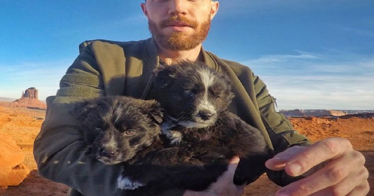 Abandoned Puppies Travel 30,000 Miles After Being Rescued From The Desert